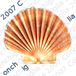 Logo della ricerca Conchiglia 2007
